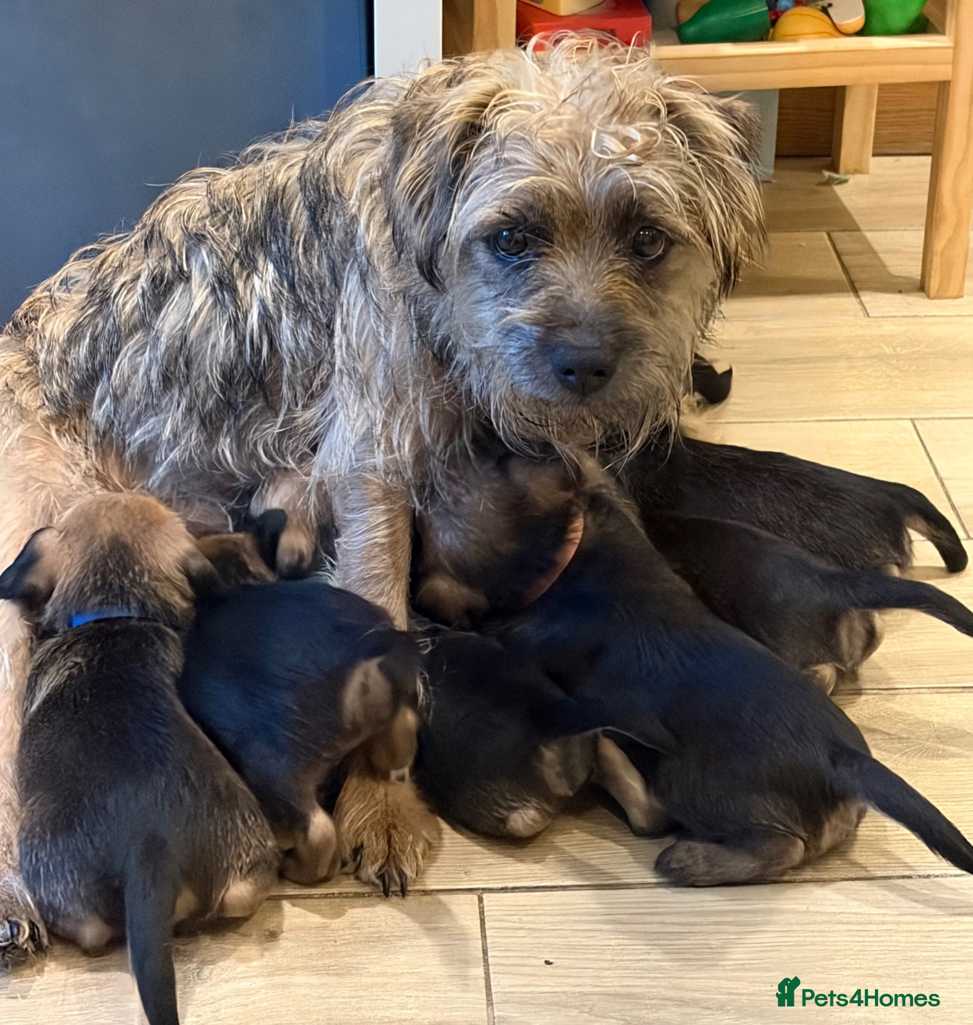 Border Terrier dogs Beautiful KC registered Border Terrier puppy. Boy - Advert 1