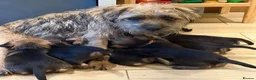 Border Terrier dogs for sale: Beautiful KC registered Border Terrier puppy. Boy - Advert 1