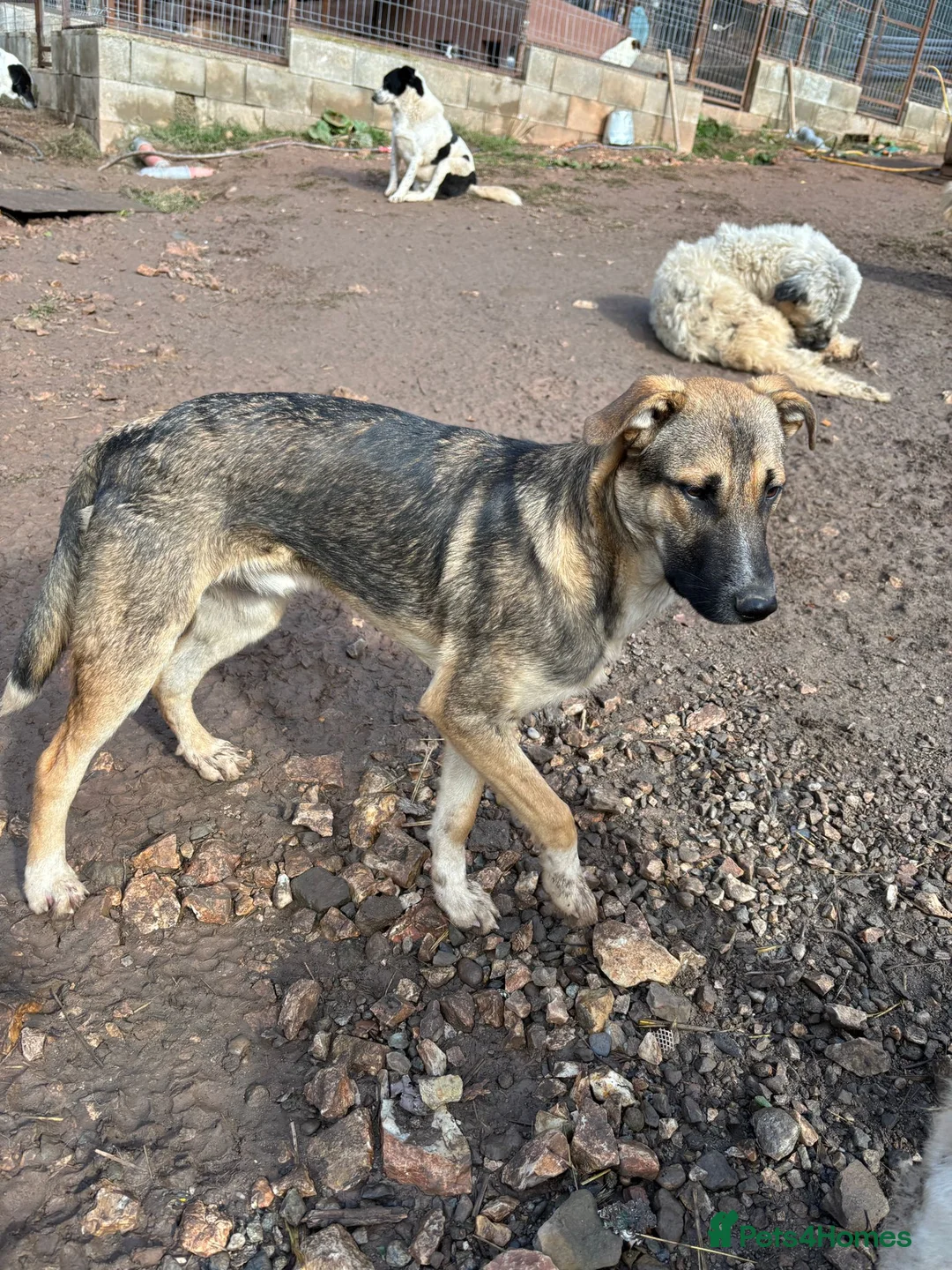 Mixed Breed dogs for adoption: Mac is looking for a family with another dog! - Advert 12