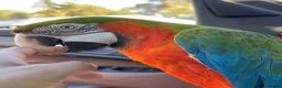 Macaws birds for sale: Tame Rare harlequin macaw  in Stratford-upon-Avon - Advert 3