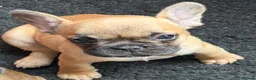 French Bulldog dogs for sale: Standard French bulldog puppies  in Dunfermline - Advert 7