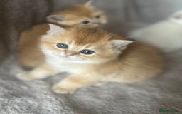 Scottish Fold cats for sale: Beautiful Gold Chinchilla babies  - Advert 6