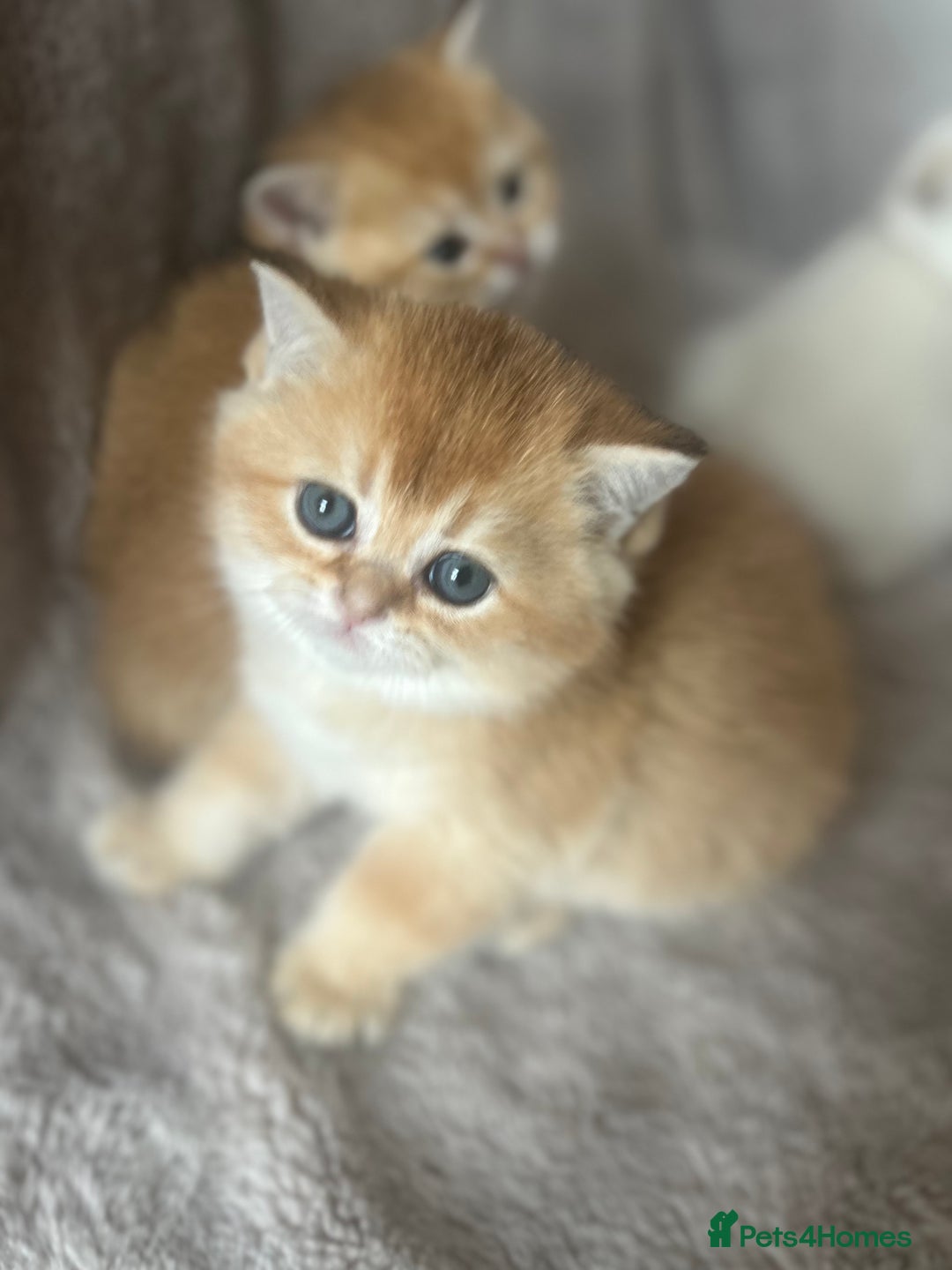 Scottish Fold cats for sale: Beautiful Gold Chinchilla babies  - Advert 6