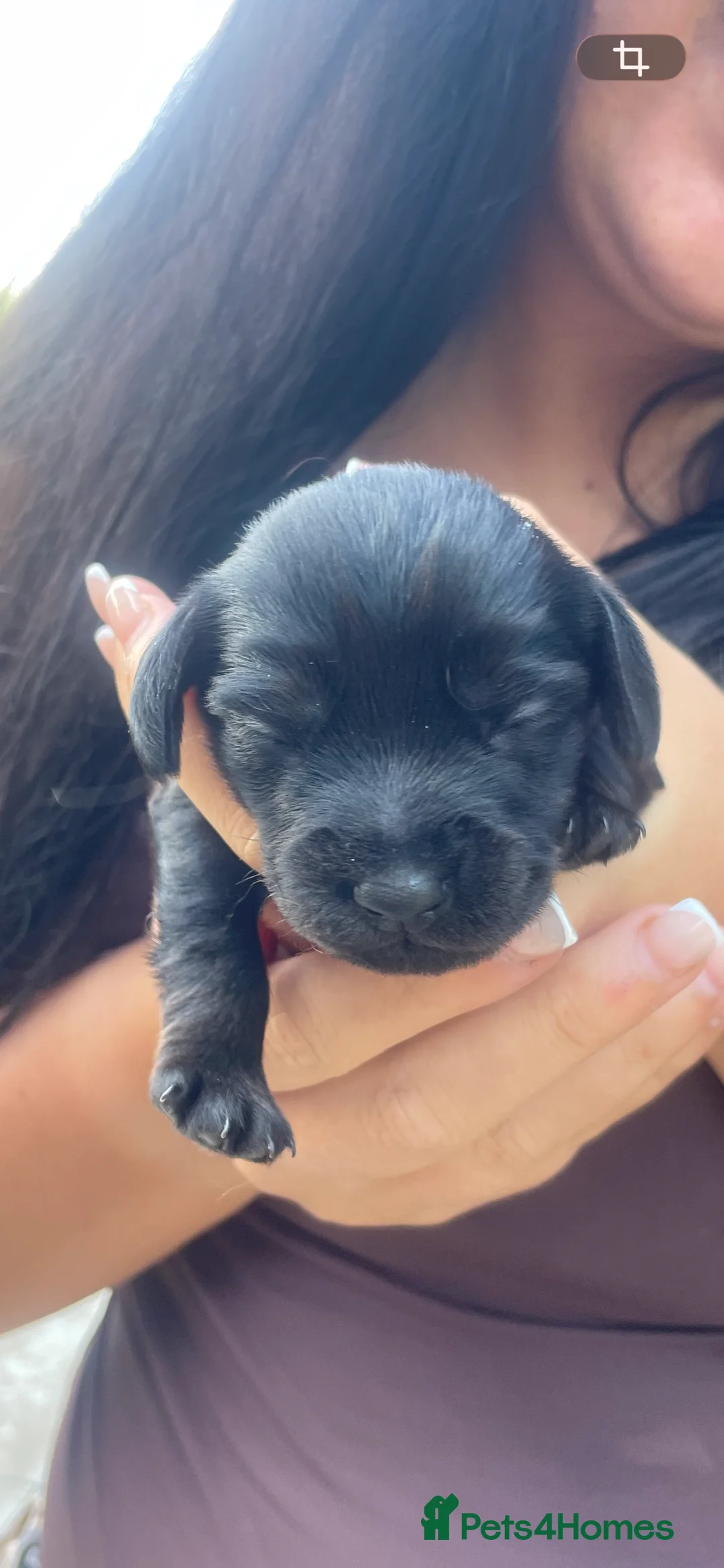 Mixed Breed dogs for sale: DOXIEPOO puppies - Advert 2