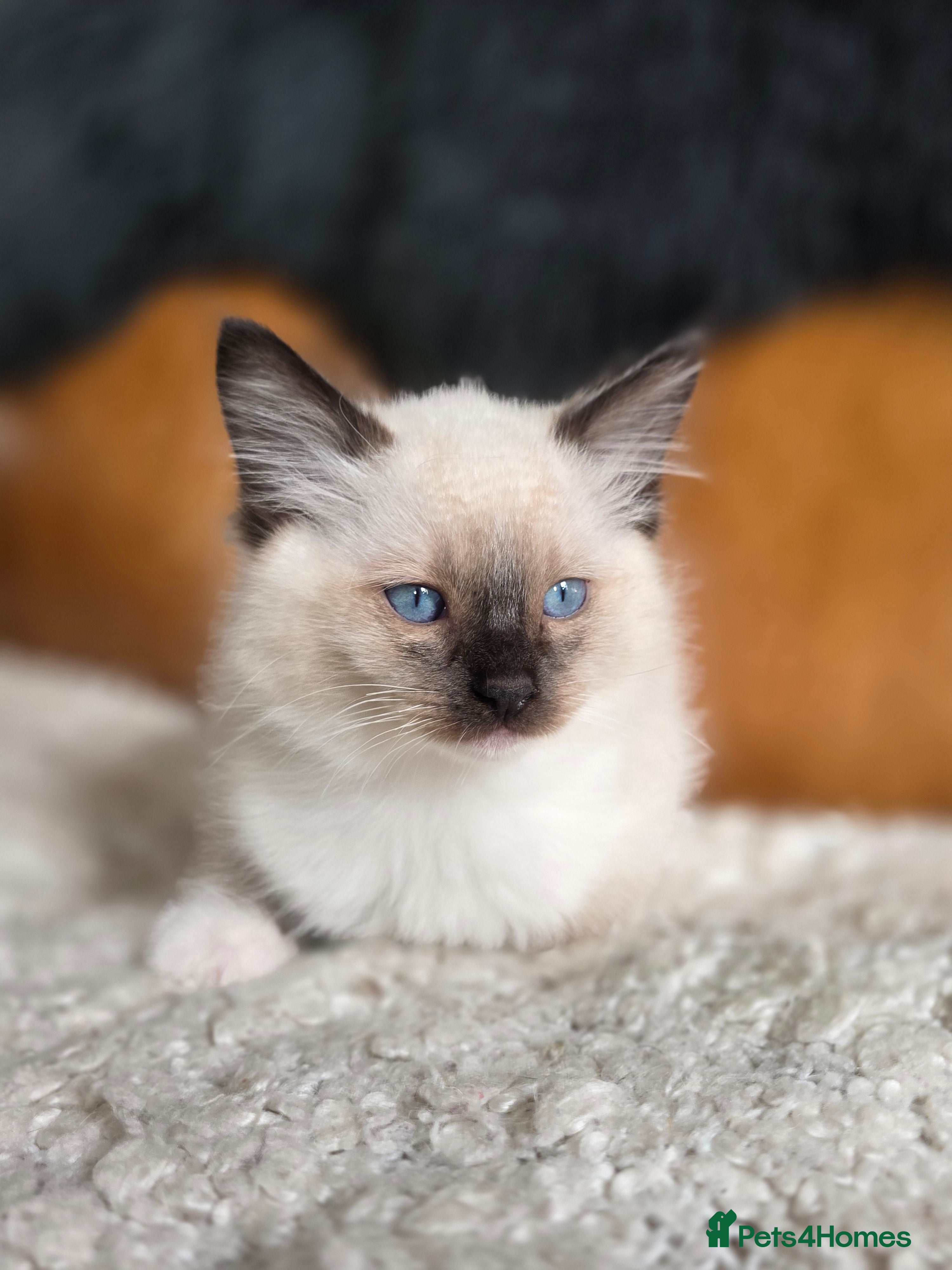 Ragdoll cats Beautiful Ragdoll Kittens - Advert 2