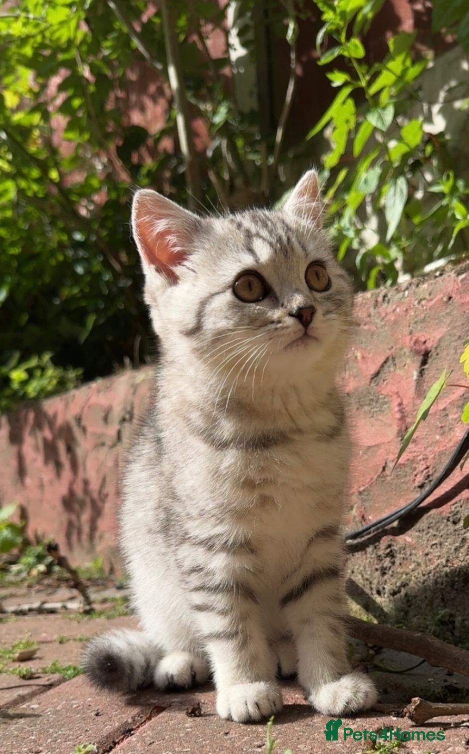 British Shorthair cats *Ready to leave next week* GCCF BSH silver tipped  - Advert 2