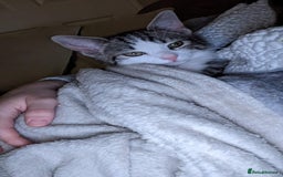 Mixed Breed cats for sale: 2 year old cat George for rehoming (FREE) - Image 2