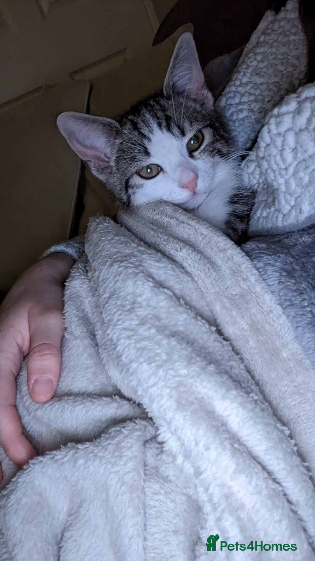 Mixed Breed cats for sale: 2 year old cat George for rehoming (FREE) - Image 2