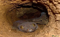 Gecko reptiles for sale: 1.1 Breeding Pair of Tokay Geckos w full set up. - Image 2