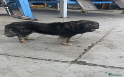 Caucasian Shepherd Dog dogs for sale:  ⭐️Caucasian shepherds⭐️puppies #bears big boned   - Image 6