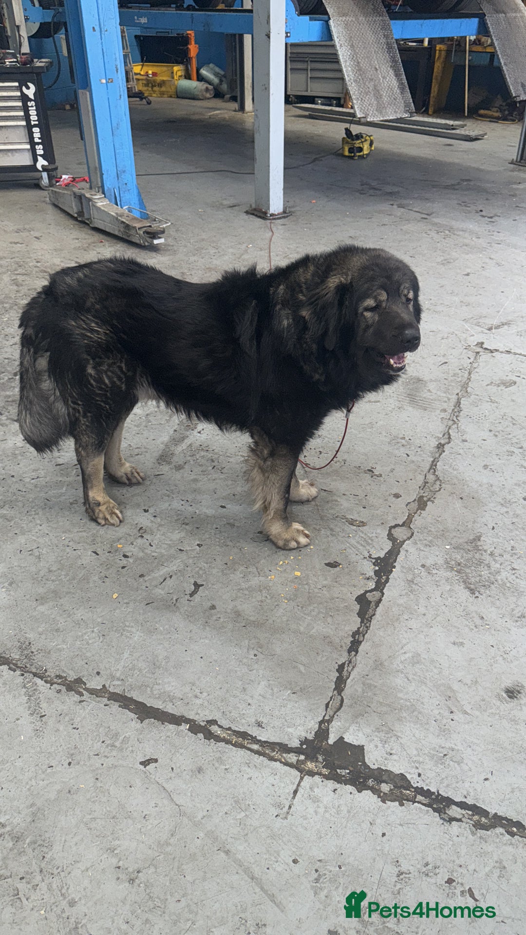 Caucasian Shepherd Dog dogs for sale:  ⭐️Caucasian shepherds⭐️puppies #bears big boned   - Image 6