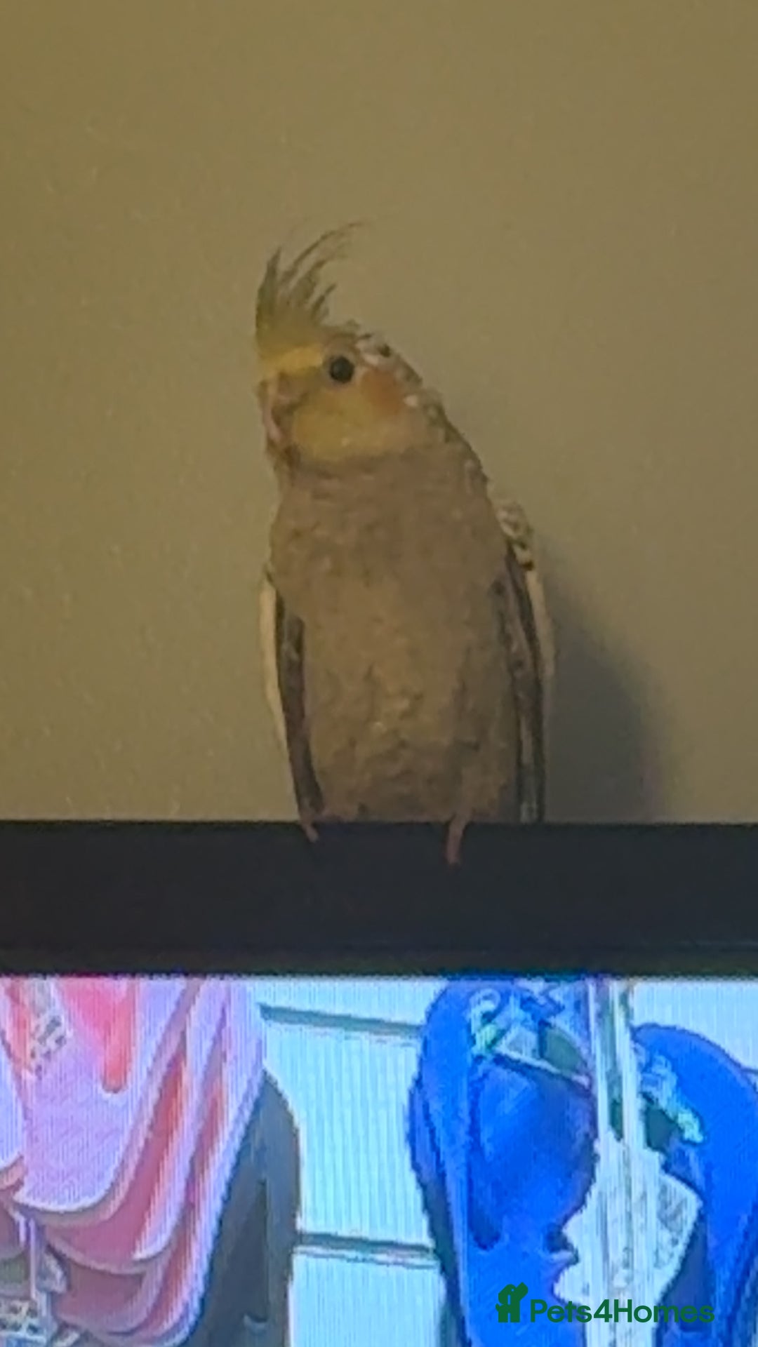 Cockatiels birds for sale: Male cockatiel for sale 9 month old hand tame  - Advert 3