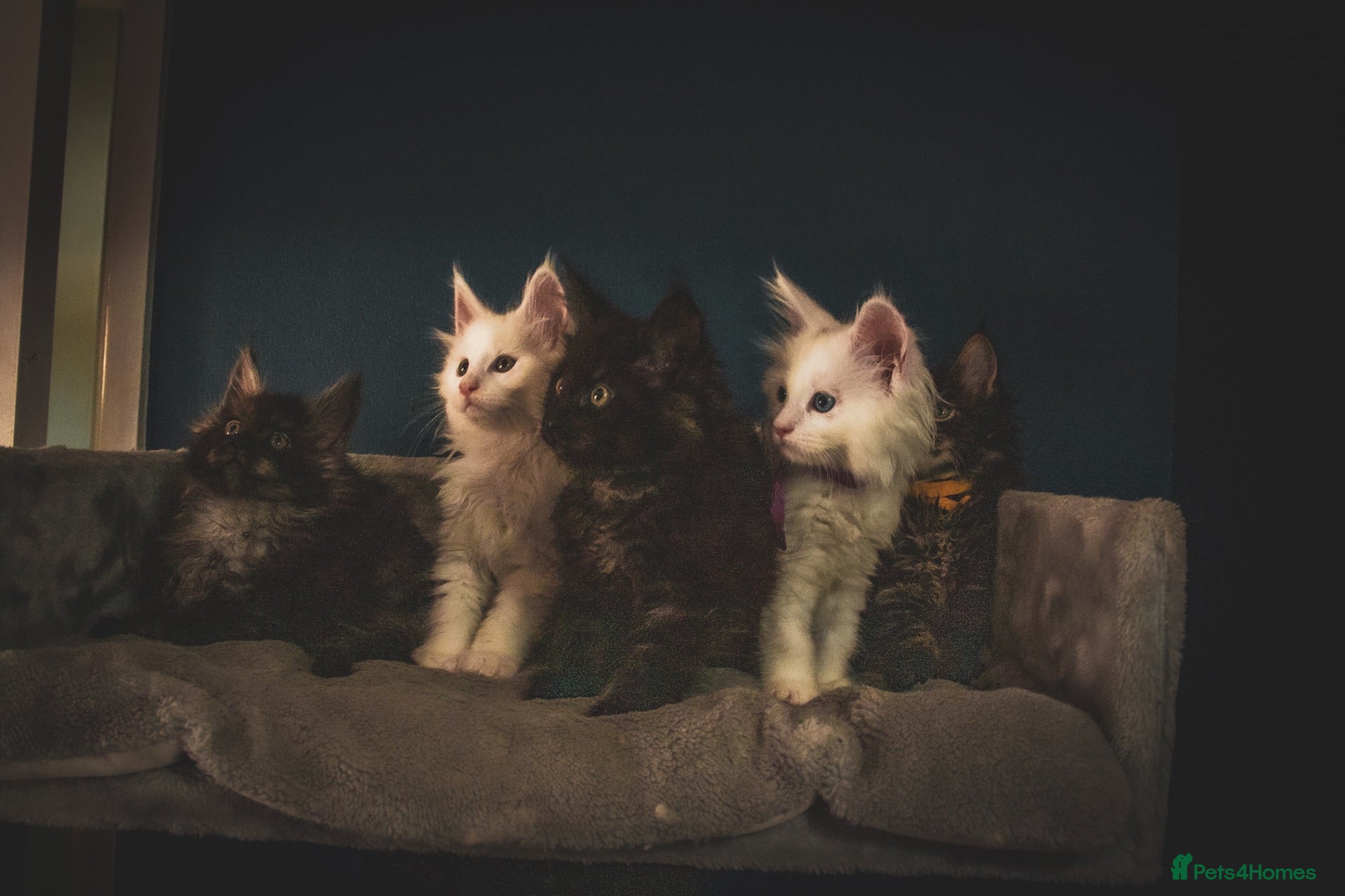 Maine Coon cats Tica registered ready to go & fully vaccinated  - Advert 4