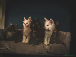 Maine Coon cats Tica registered ready to go & fully vaccinated - Advert 4