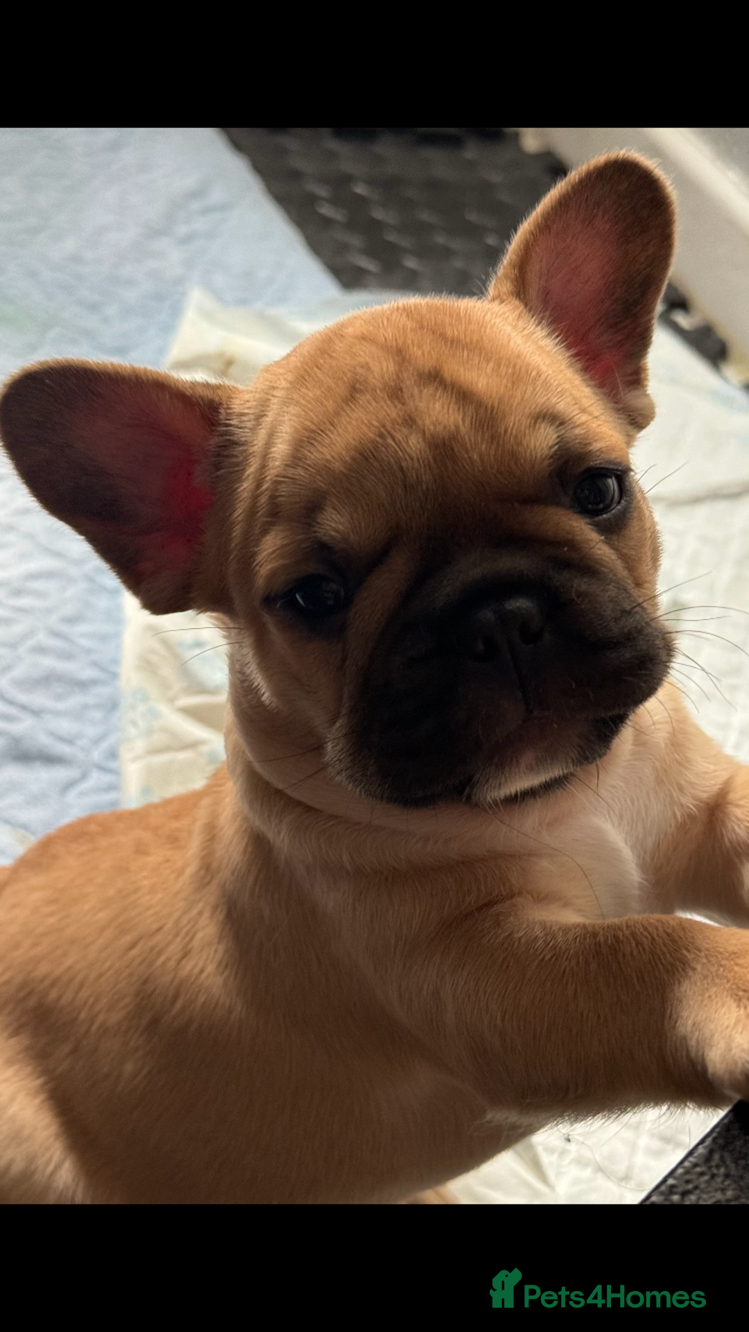 French Bulldog dogs for sale:  French bulldogs from £850 to £1700 in Liverpool - Image 13