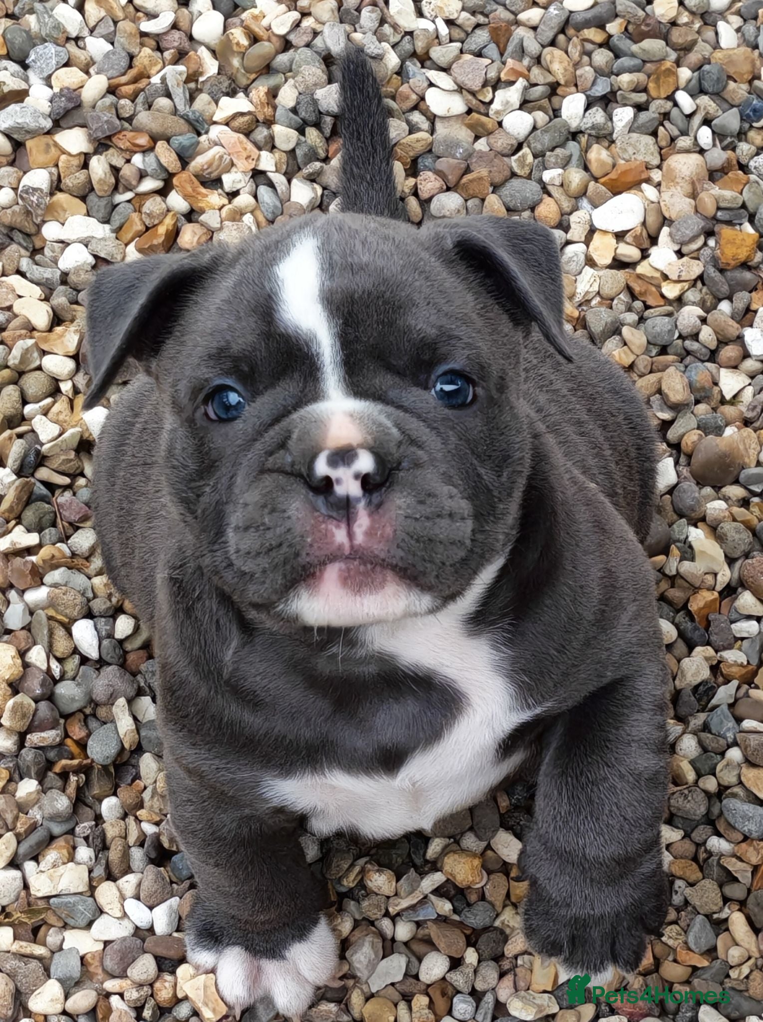 Mixed Breed dogs English bulldog x standard American bully  - Advert 1