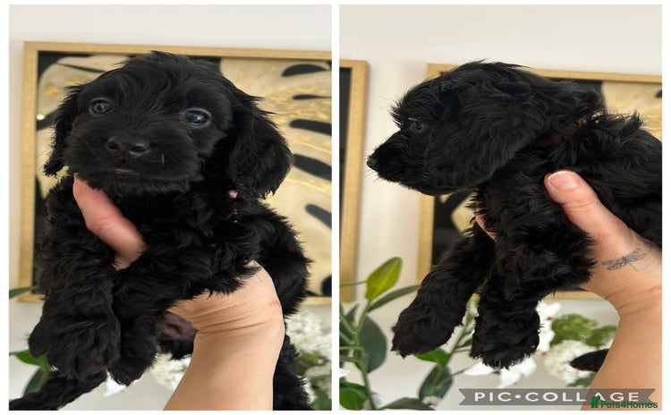 Cockapoo dogs - Advert 2