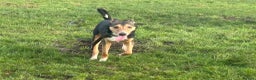 Mixed Breed dogs for adoption: Oscar / Leamington Spa Warwickshire in Leamington Spa - Advert 9
