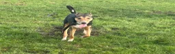 Mixed Breed dogs for adoption: Oscar / Leamington Spa Warwickshire in Leamington Spa - Advert 9