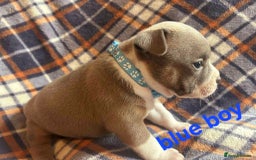 Staffordshire Bull Terrier dogs for sale: Red little one ❤️ - Image 14