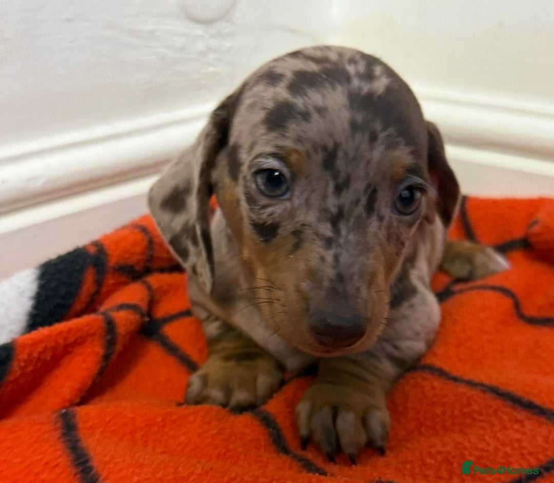 Dachshund dogs for sale: Gorgeous Dachshunds  - Advert 3