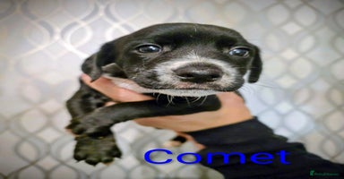 Mixed Breed dogs - Advert 3