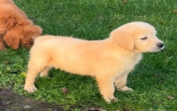 Golden Retriever dogs for sale: KC health checked outstanding temperaments  - Advert 13