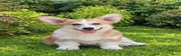 Welsh Corgi Pembroke dogs for sale: This is Saul, KC Reg, DNA Tested parents  - Advert 1