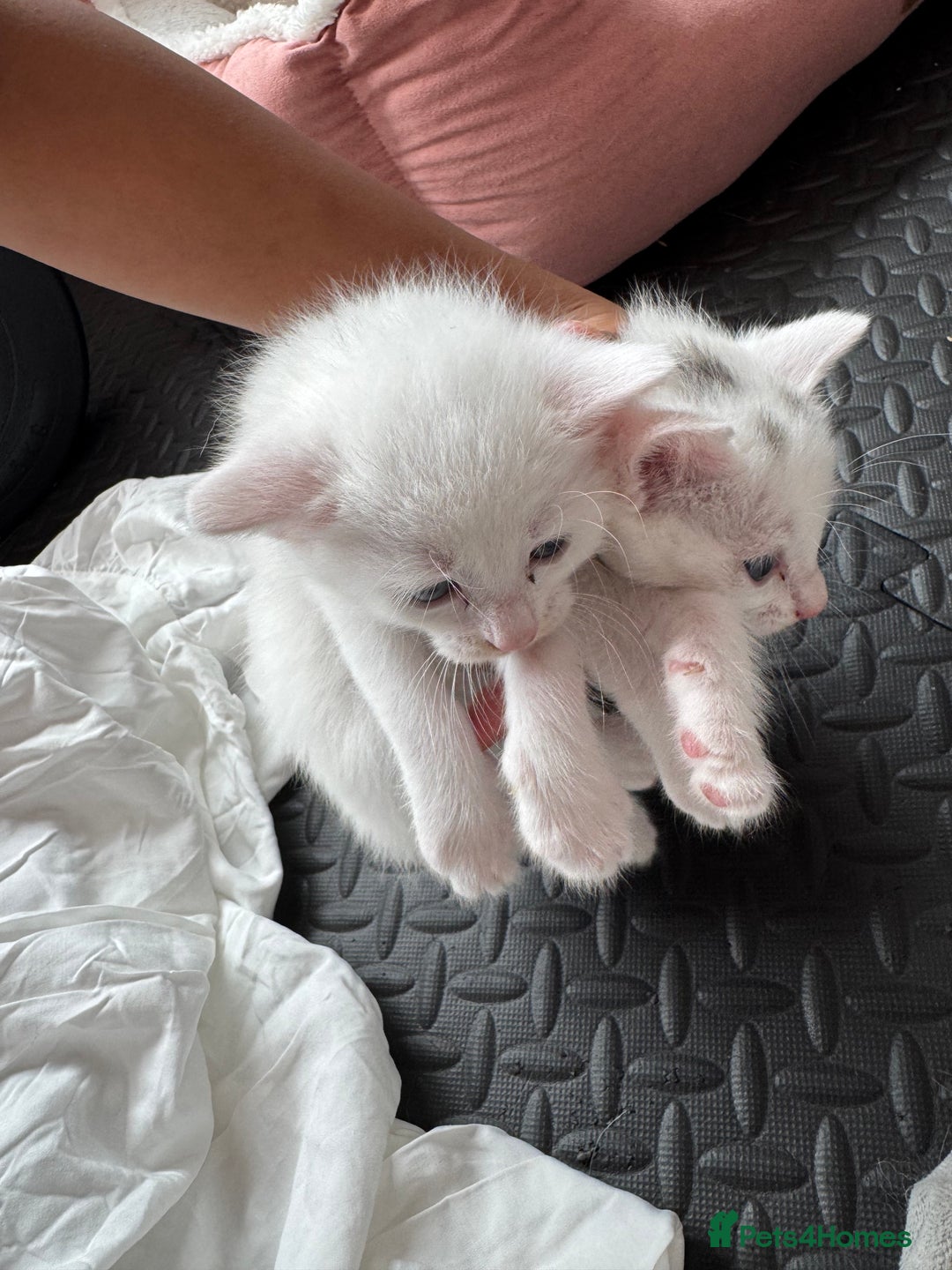 Khao Manee cats for sale: Adorable Kittens Ready for Loving Homes - Image 4