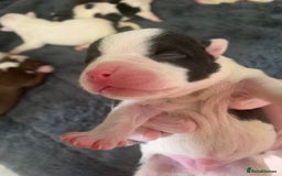 American Bully dogs for sale: 8   day old pocket bully pups  - Image 4