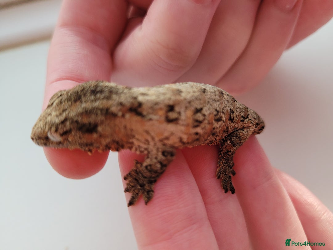 Gecko reptiles for sale: Leachianus & Crested Geckos Adults & Babies  - Advert 10