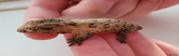 Gecko reptiles for sale: Leachianus Geckos Adults & Babies last few  - Advert 5