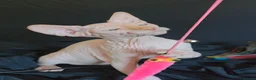 Sphynx cats for sale: Beautiful  Kittens 2 Boys & 1 Girl Available 💎 - Advert 3