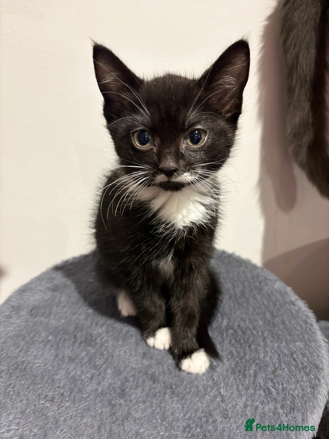 Domestic Shorthair cats for sale: Kittens for sale - Advert 4