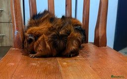 Guinea Pig rodents for sale: Searching new home - Image 1