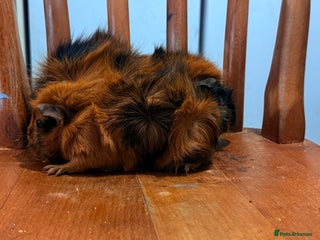 Guinea Pig rodents - Advert 30