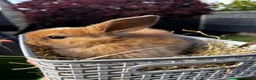 Mini Lop rabbits for sale: Pure breed Mini Lop bunnies  - Advert 14