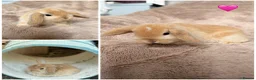 Mini Lop rabbits for sale: Beautiful mini lop babies available on may 28th - Advert 3