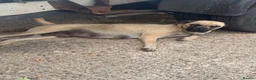 Anatolian Shepherd dogs for sale: 8 beautiful Antonian Shepherd pups  - Advert 1