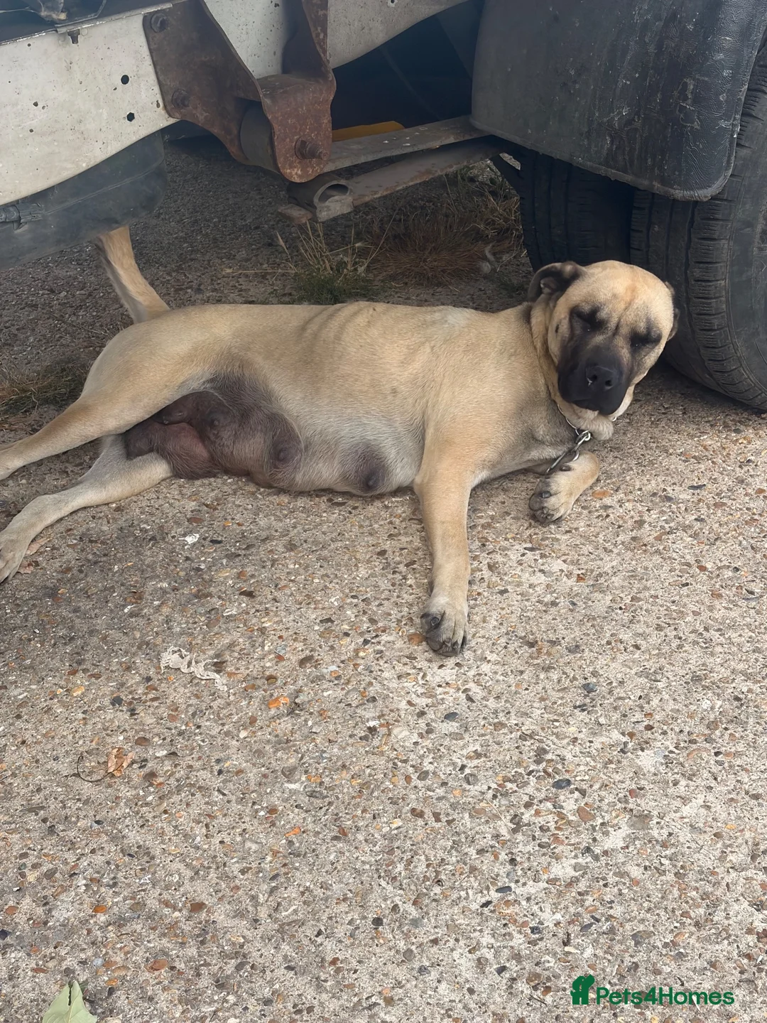 Anatolian Shepherd dogs for sale: 8 beautiful Antonian Shepherd pups  - Advert 1