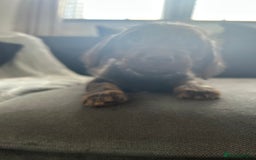 Mixed Breed dogs for sale: 6 month old dashhound for sale  - Image 3