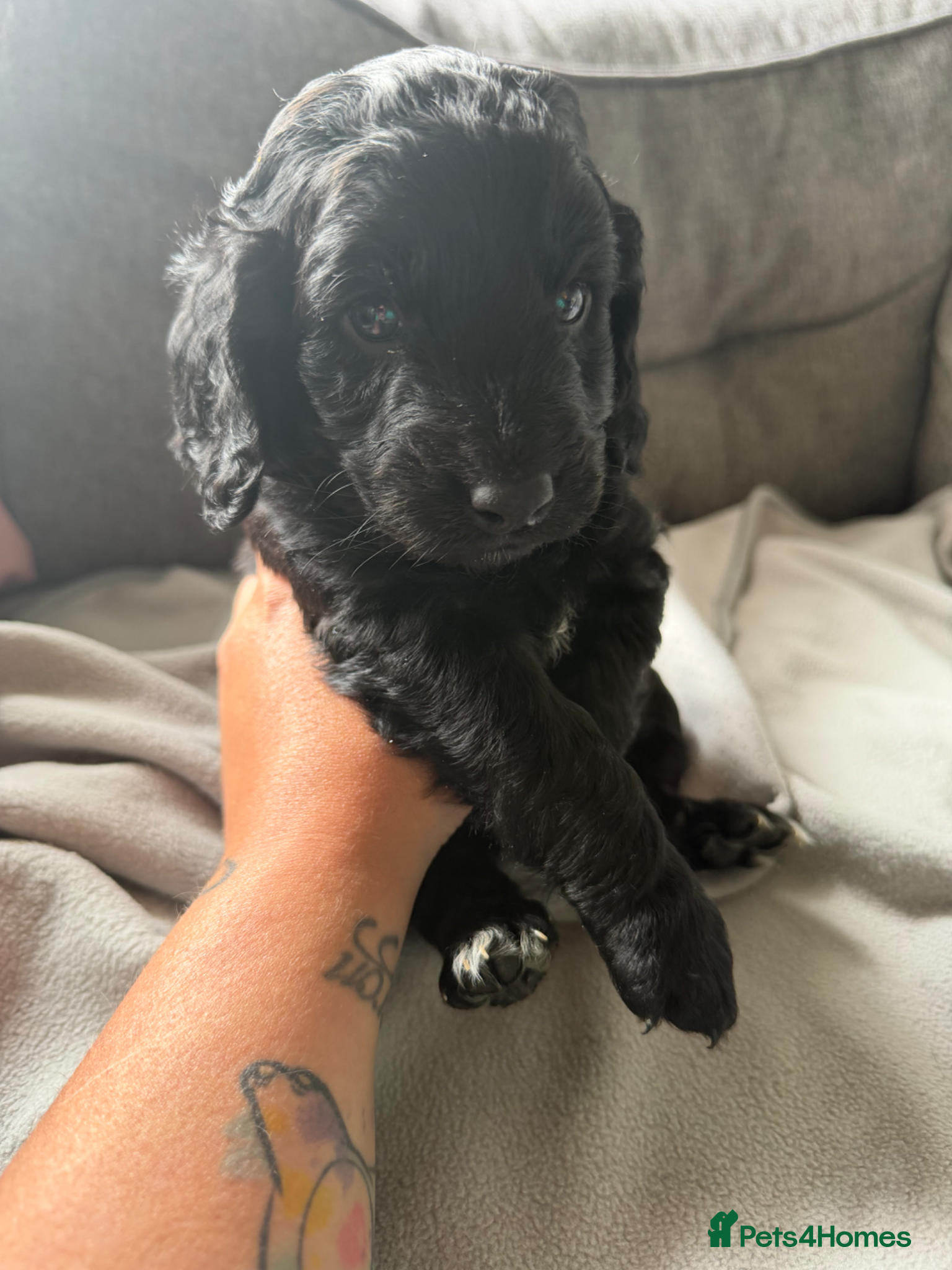 Cockapoo dogs for sale: Beautiful cockapoos - Advert 10