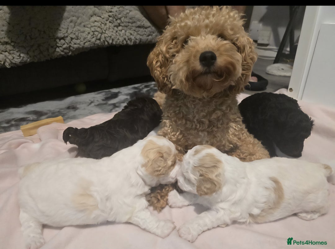 Poochon dogs for sale: Poochon puppies ready Dec 12th - Image 1