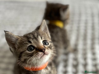 Maine Coon cats - Advert 30