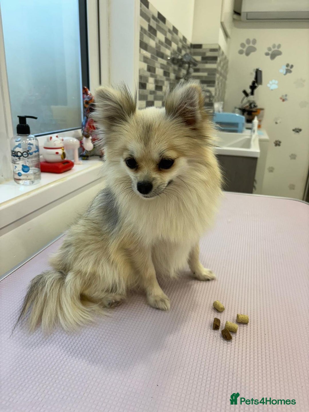 Pomeranian dogs for sale: Pomeranian - Image 4