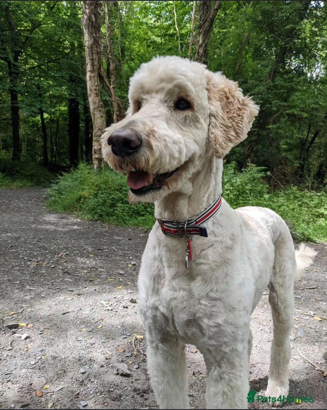 Mixed Breed dogs for sale: Mini Golden Doodle’s - Image 6