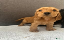 Cocker Spaniel dogs for sale: Beautiful Showtype cocker spaniels - Image 27