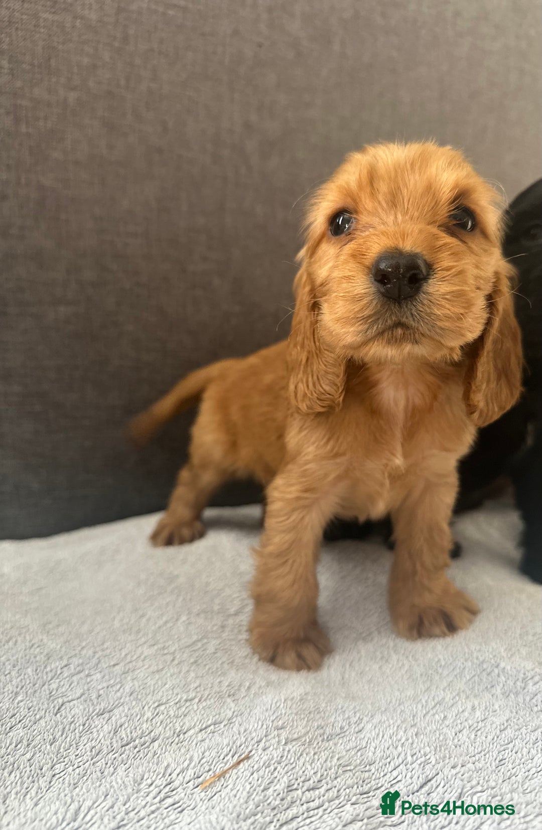 Cocker Spaniel dogs for sale: Beautiful Showtype cocker spaniels - Image 27