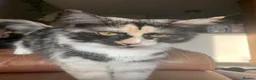Mixed Breed cats for sale: Female Tortie Rehome - Advert 5