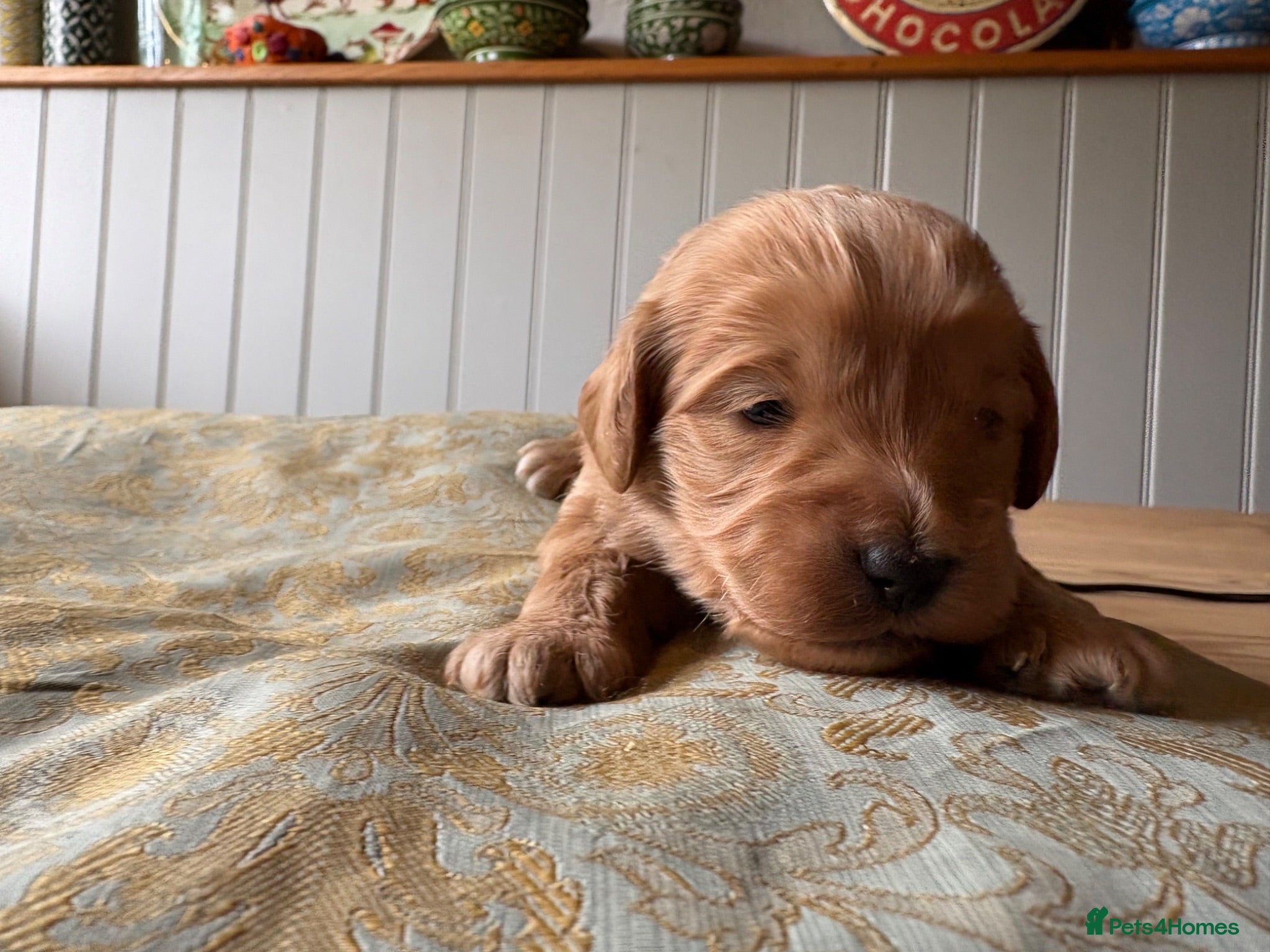 Mixed Breed dogs Delightful Schnockerpoo Puppies  - Advert 2